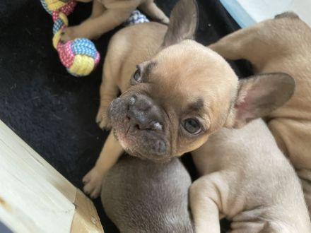 Reinrassige Französische Bulldoggen Welpen 1 Rüde