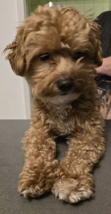 Welpenankündigung Maltipoo