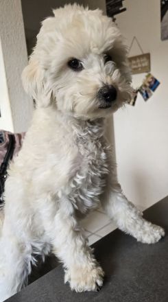 Welpenankündigung Maltipoo