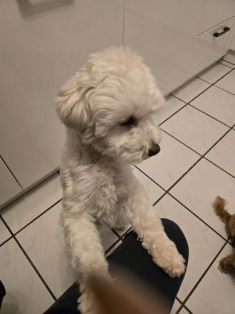 Welpenankündigung Maltipoo