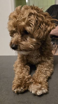 Welpenankündigung Maltipoo