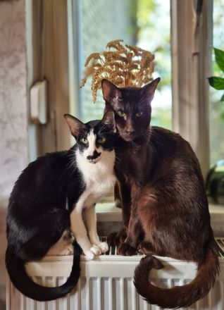 Wunderschöne Orientalisch Kurzhaar Kitten OKH, Havana & Chocolate Point