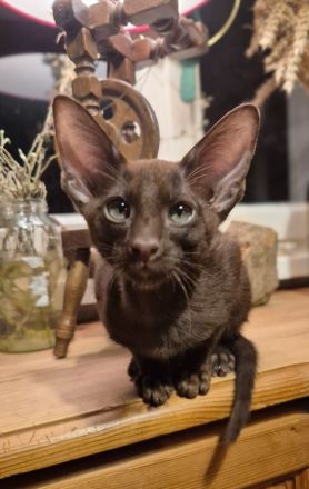 Wunderschöne Orientalisch Kurzhaar Kitten OKH, Havana & Chocolate Point