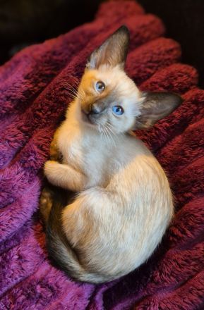 Wunderschöne Orientalisch Kurzhaar Kitten OKH, Havana & Chocolate Point