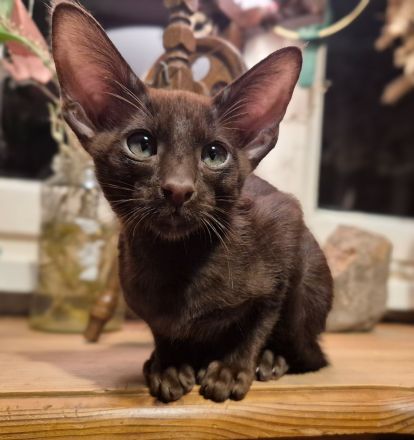Wunderschöne Orientalisch Kurzhaar Kitten OKH, Havana & Chocolate Point