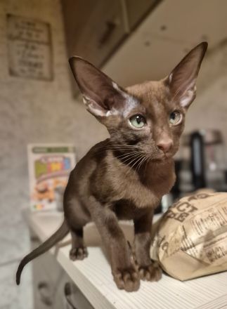 Wunderschöne Orientalisch Kurzhaar Kitten OKH, Havana & Chocolate Point