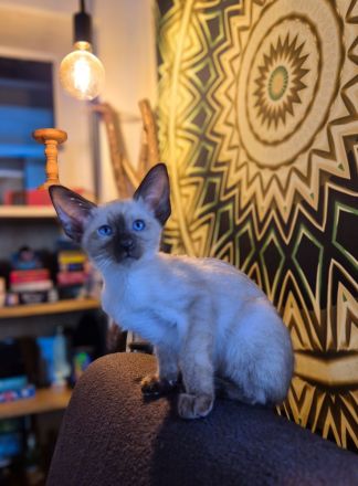 Wunderschöne Orientalisch Kurzhaar Kitten OKH, Havana & Chocolate Point