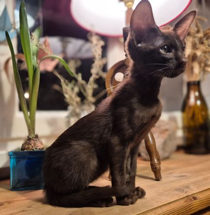 Wunderschöne Orientalisch Kurzhaar Kitten OKH, Havana & Chocolate Point