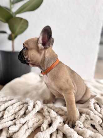 Französische Bulldogge Welpen mit Ahnentafeln