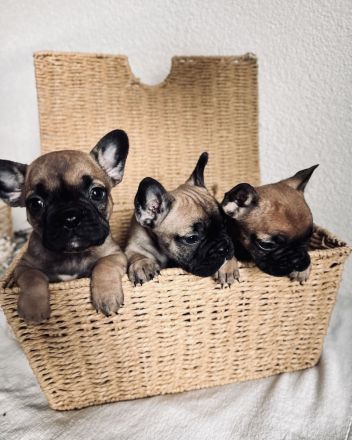 Französische Bulldogge Welpen mit Ahnentafeln