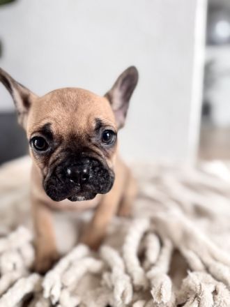 Französische Bulldogge Welpen mit Ahnentafeln