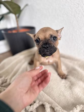 Französische Bulldogge Welpen mit Ahnentafeln