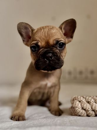 Französische Bulldogge Welpen mit Ahnentafeln