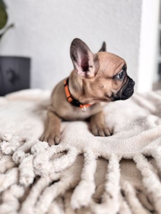 Französische Bulldogge Welpen mit Ahnentafeln