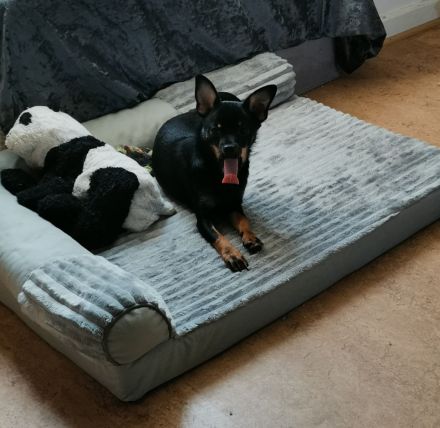 Süße Welpen suchen einen lieben zu Hause