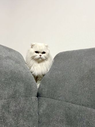 Katze abzugeben
