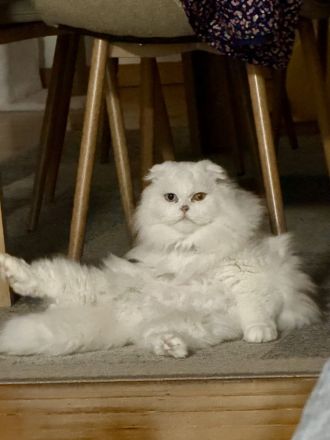 Katze abzugeben