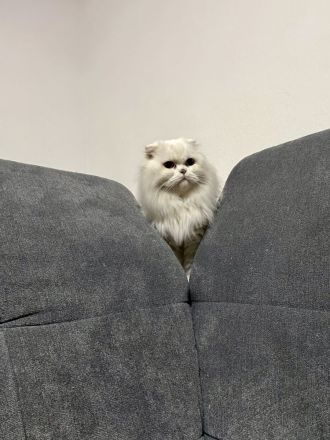 Katze abzugeben