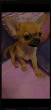 Chihuahua