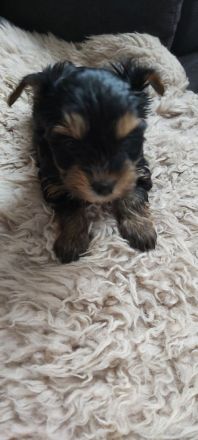 Yorkshire terrier