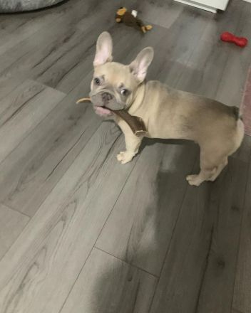männlicher Französischer Bulldogge