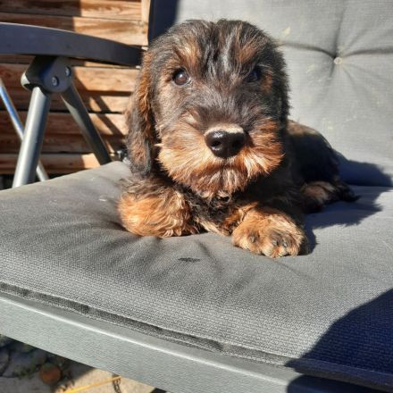 Dackel, weiblich, 2,5 Monate alt.