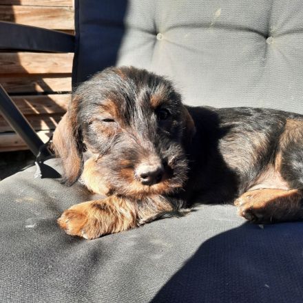 Dackel, weiblich, 2,5 Monate alt.