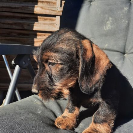 Dackel, weiblich, 2,5 Monate alt.