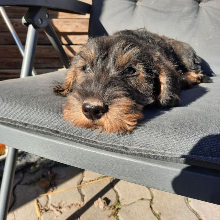 Dackel, weiblich, 2,5 Monate alt.