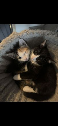 Ekh Kitten