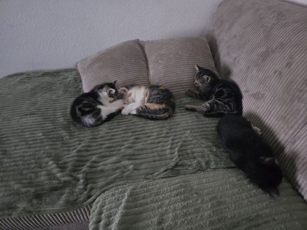 Ekh Kitten