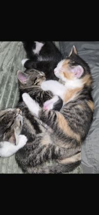 Ekh Kitten