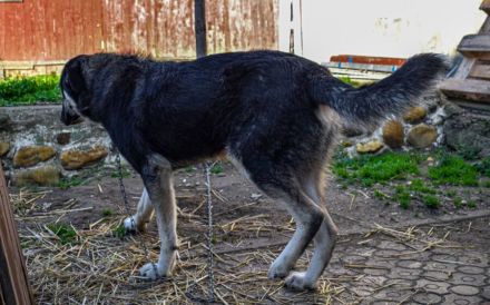 Sanfter Bilbo sucht sehnsüchtig ein Zuhause