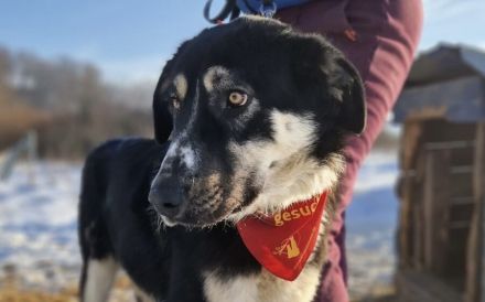 Sanfter Bilbo sucht sehnsüchtig ein Zuhause