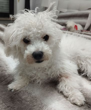 Malteser Bichon Welpe Weibchen Sucht ein Neues zuhause.
