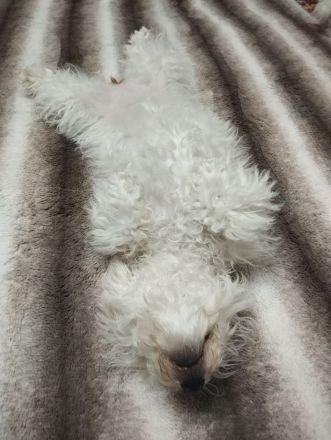 Malteser Bichon Welpe Weibchen Sucht ein Neues zuhause.