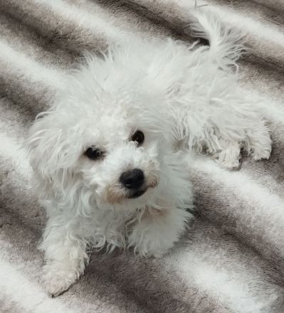 Malteser Bichon Welpe Weibchen Sucht ein Neues zuhause.