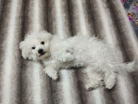 Malteser Bichon Welpe Weibchen Sucht ein Neues zuhause.