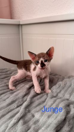 Süsse sphinx baby Katzen Jungs