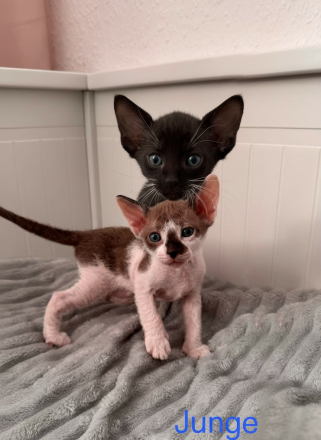 Süsse sphinx baby Katzen Jungs