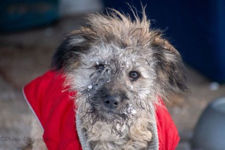 Puli - Pumi - Mischlinge