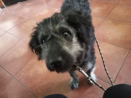 Puli - Pumi - Mischlinge