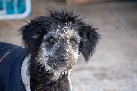 Puli - Pumi - Mischlinge