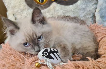 Neva Masquarade Kater blue point Sibirischer Kater mit Stammbaum