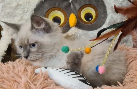 Neva Masquarade Kater blue point Sibirischer Kater mit Stammbaum