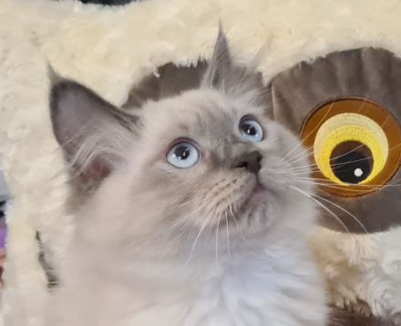 Neva Masquarade Kater blue point Sibirischer Kater mit Stammbaum