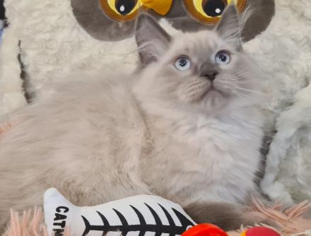 Neva Masquarade Kater blue point Sibirischer Kater mit Stammbaum