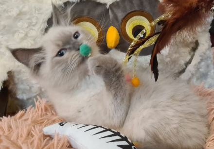 Neva Masquarade Kater blue point Sibirischer Kater mit Stammbaum