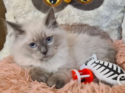 Neva Masquarade Kater blue point Sibirischer Kater mit Stammbaum