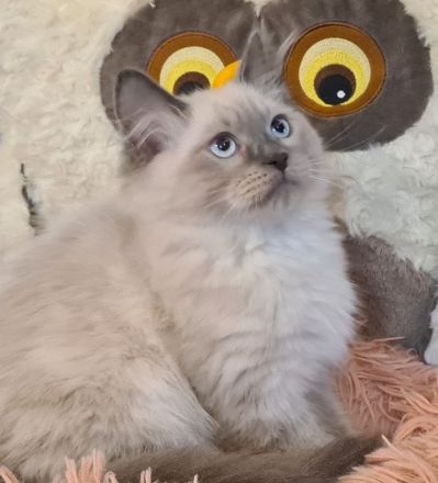 Neva Masquarade Kater blue point Sibirischer Kater mit Stammbaum